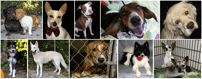 Adopt - Clayton County Humane Society